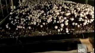 How It`s Made   Mushrooms