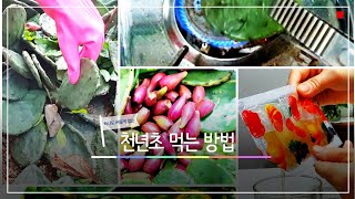 천년초 먹는 방법 #효능 #부작용