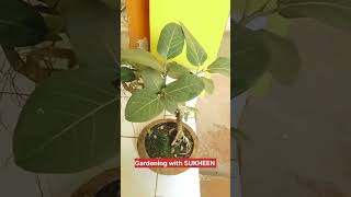 বট গাছের বনসাই করার চেষ্টা।Try to Banyan tree bonsai#shorts #gardening