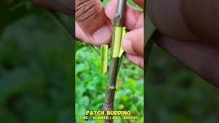 Patch Bud Grafting Shorts