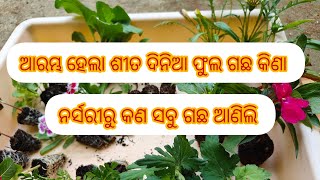 ଶୀତ ଦିନିଆ ଫୁଲ ଗଛ କିଣା କିଣି ଆରମ୍ଭ ହେଲା/ନର୍ସରୀ ରୁ ଆଣିଲି କଣ ସବୁ ଫୁଲ ଗଛ। winter flower plant shopping.