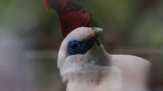 香港公園~雀鳥篇