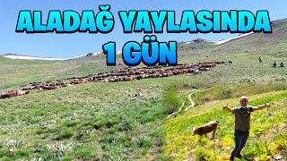 AĞRI ALADAĞ YAYLASINDA 1 GÜN ! | 2022 KURBANLIKLARI !!!!