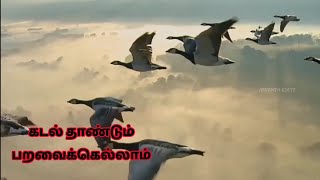 Kadal Thandum Paravikellam // Lyrics in Tamil 💯💯🔥