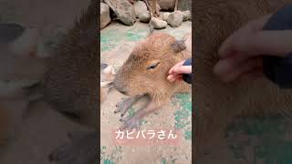 カピバラさんなでなで。#かわいい #animals #カピバラ