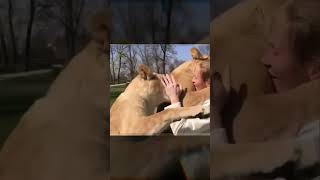 Lions Spot Their Caretaker and React in the Most Unexpected Way! Emotional Reunion 🦁❤️