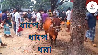 ধাপে-ধাপে ধরা খাচ্ছে গরু ব্যবসায়ীরা || শুনুন তাদের আহাজারি || তাহেরপুর গরুর হাট