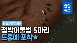 드론에 포착된 '귀한 손님' 천연기념물 점박이물범 / 연합뉴스 (Yonhapnews)