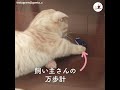 しまっちゃう猫さん、現る🐈 大切なものはどんどんここに…🐾【peco tv】