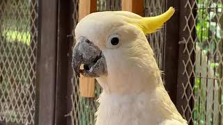 【天王寺動物園】オウム(06)インコ(15)の日！LIVE配信