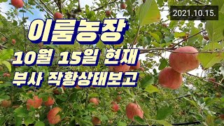 이룸농장 - 21년 10월 15일 부사 작황현황, 자연착색, 어떻게 될까??