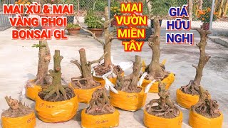 (@SỬ #zalo_0899129129)#Mai xù \u0026 mai vàng phoi Bonsai nhiều thế GL mùng 10 Tết ĐC:Q.Ô Môn, TPCT