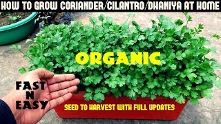 How to Grow Coriander/Cilantro/Dhaniya at Home-FULL INFORMATION