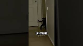 Top 4 Scariest Skinwalker Cat Ever Caught on Camera. 🤯