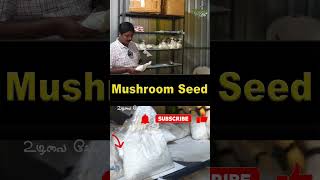 காளான் விதை தேர்வு செய்வது எப்படி? #mushrooms # #mushroom #mushroomseason #mushroomfarming #farm