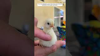 This man adopted a poor little chick that had just hatched in his house #chicken #babychicks #short