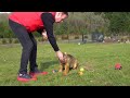 Testing A Puppies Unconditional Down-Stay - Kraftwerk K9 German Shepherd.