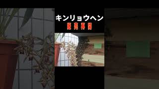 「キンリョウヘン再販のお知らせ」#shorts 日本みつばちの養蜂 How to Beekeeping