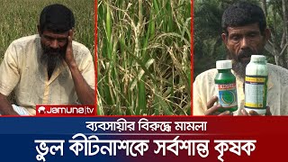 লালমনরিহাটে ভুল কীটনাশকে পুড় গেছে ৬ বিঘা জমির ধান | Rice Damage