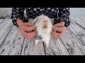 Pet Your Guinea Pig the RIGHT way!!