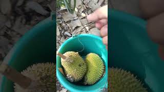 Bangun Pagi Lanjut Berburu Lezatnya Buah Durian Yang Jatuh Langsung Dari Pohon