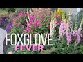 Foxgloves Grown from Seed. Cottage Garden Tour