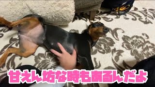 お腹を見せて甘える無防備なドーベルマン《doberman》