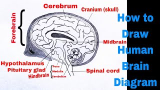Human Brain Diagram Drawing Easy | How To Draw Human Brain Anatomy Drawing | मानव मस्तिष्क का चित्र