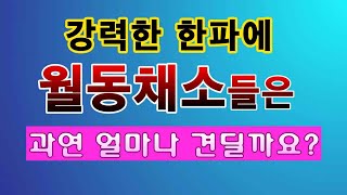 [텃밭농부. 1,308}  강력한 한파 속에서 월동채소들은 어떻게 견딜까요?