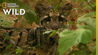 Clouded Leopard Cubs Grow Up | India's Wild Leopards