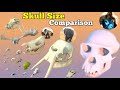 skull size comparison / Datacamparisonwork