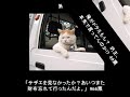 【no 21】猫と乗り物おもしろ大喜利ベスト5 この鈴プラチナだってさ換金してくるわ