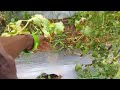 grafted tomato farming syngenta saho 3251 veriety grafted tamatar ki kheti 88 din ka tamatar