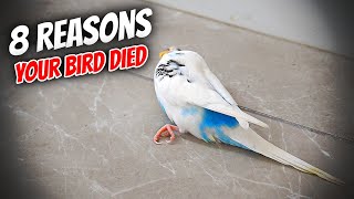 8 Common Reasons Your Bird Died