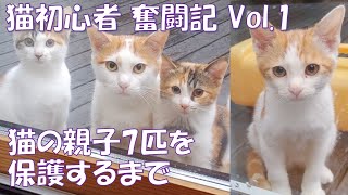 猫初心者 奮闘記 Vol.1　猫の親子7匹を保護するまでのお話