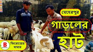 মেহেরপুর হাটে গাড়লের দৃশ্য দেখুন । Sheep Market in Meherpur । Sheep Price in Bangladesh