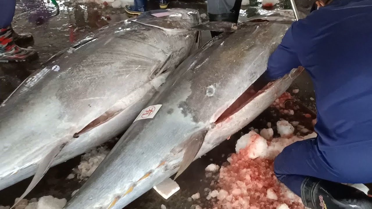 The Perfect Cutting Process For Giant Bluefin Tuna In One Go Youtube