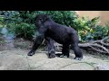 【western gorilla】ゲンキお母さんは、いつだってキンタロウの味方です。mother genki is always on kintaro s side.