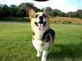 corgi chan すごいねベルちゃん！いきなりフリスビーキャッチ！！