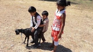 தவம் - இன்று முதல் உயிர்கொலை கோயிலுக்கு போக மாட்டேன் - மற்றவருக்கு சொல்லுவோம் தடுக்கமாட்டோம்