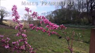 First Flowering of the New Malus Collection in the Kitchen Garden