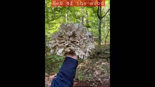 Hen of the wood 母鸡菌 可食用菌 edible mushrooms