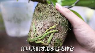 新手怎么养蝴蝶兰？园艺师教你，蝴蝶兰的详细养护技巧