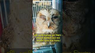 বাড়িতে পেঁচা আসলে কি হয়? #পেঁচা #Owl #Bird