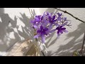 botanical name petrea volubilis common name sandpaper vine queen s wreath or purple wreath