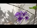 botanical name petrea volubilis common name sandpaper vine queen s wreath or purple wreath