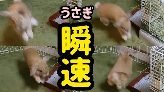 【瞬速】ホーランドロップみかん～うさぎってこんなに足が速いんです！！！