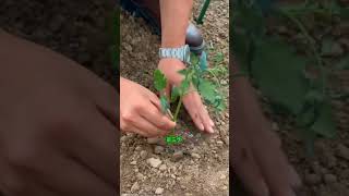 三步栽種法教您在家栽種番茄苗how to plant tomato seedlings at home #园艺 #种菜 #園藝 #garden #菜摘 #科普 #植栽 #gardentips