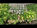 ジニアプロフュージョン／園芸／花