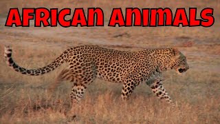 African Animals!  Learning African Animals for Kids